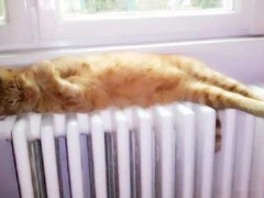 暖气片上不能放什么？
